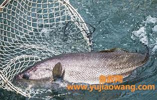 中國(guó)最大的生產(chǎn)魚膠的廠家